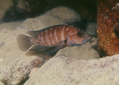 Neolamprologus obscurus 'Cape Kachese'